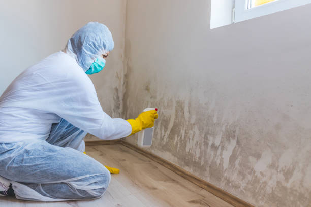 Mold Remediation specialist working in Hollsopple